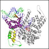 T7 RNA polymerase